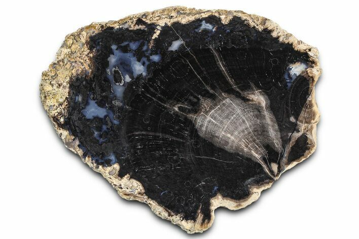 Petrified Wood (Schinoxylon) Round - Blue Forest, Wyoming #362442